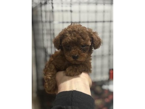 Tea cup poodle yavrular 