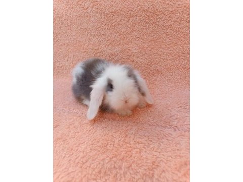 Hollanda teddy lop tavşan yavruları