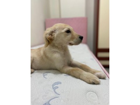 3 aylık golden retriever