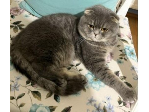 1 yaşında ki oğlumuza yuva arıyoruz scottish fold