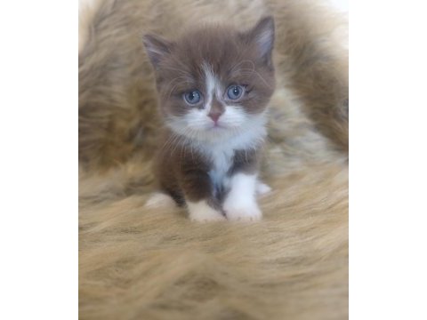 Show kalite british shorthair yavrular ailelerini arıyor