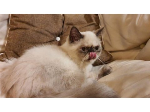 Safkan exotic shorthair blue point dişi kedimiz