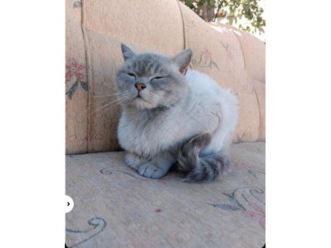 Blue point british shorthair