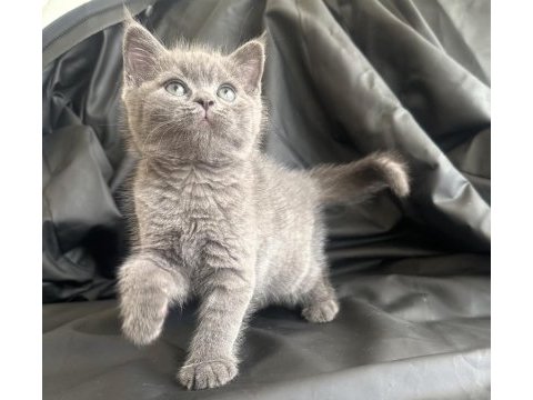 50 günlük dişi british shorthair