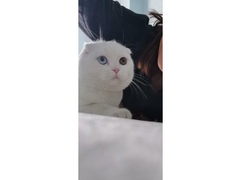 Giresun içi scottish fold 3 yaş dişi