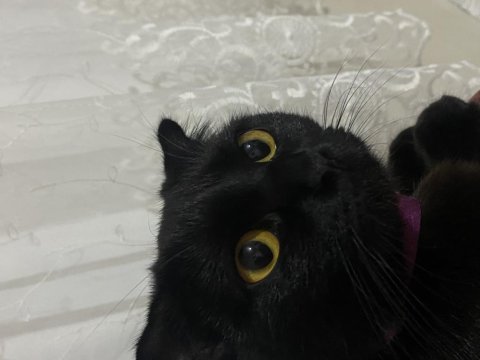 Scottish fold 9 aylık dişi