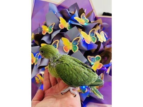 Uygun el besleme pakistan papağanı bebek