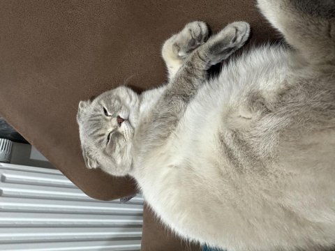 British shorthair yavru kedimiz