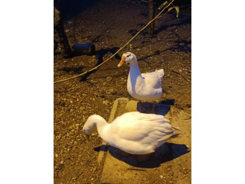 2 yaşında olgun kiloda kaz dişi