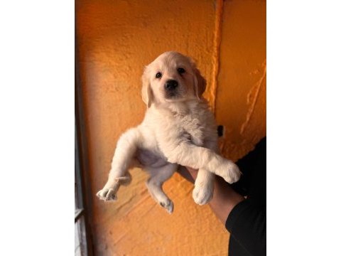 Mükemmel kalitede golden retriever bebekler için acele edin