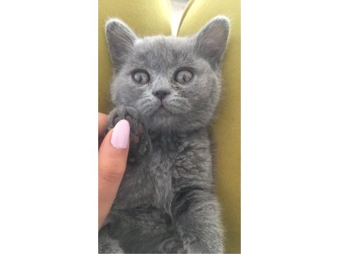 Safkan kül rengi bebek british shorthair