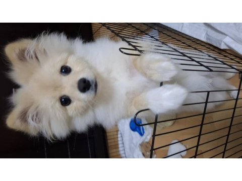 4 aylık yavru pomeranian