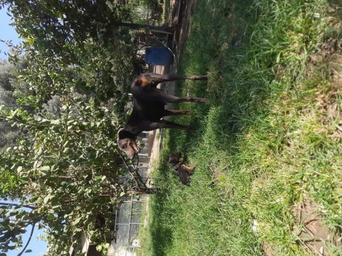 King doberman yavrular