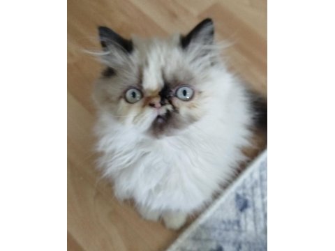 İran kedisi güzellikler