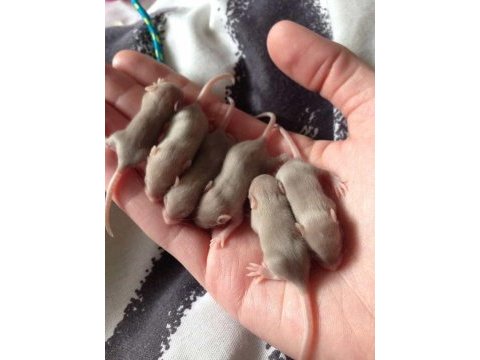 Lab - rat - dumbo rat - panda mice adrese teslim mevcut