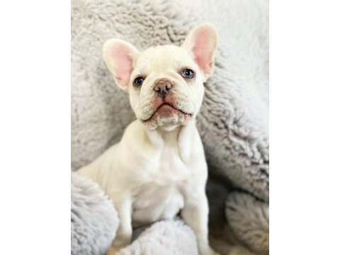 French bulldog platinum lilac