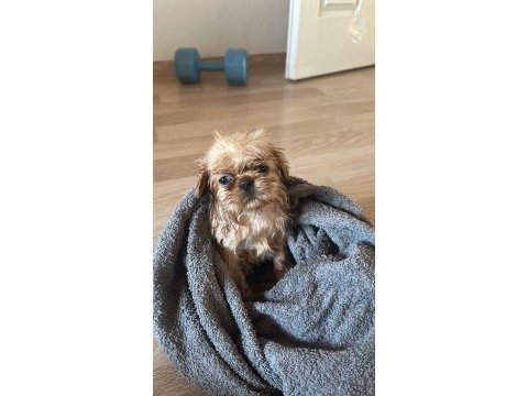 Pekinez köpeği