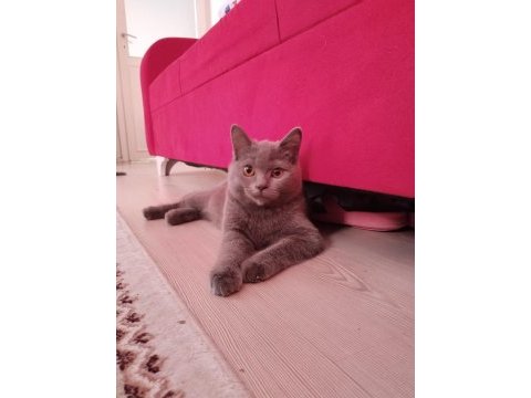2.5 aylık ve 3.5 aylık british shorthair