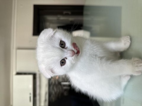 Ev ortamında büyümüş scottish fold yavrular