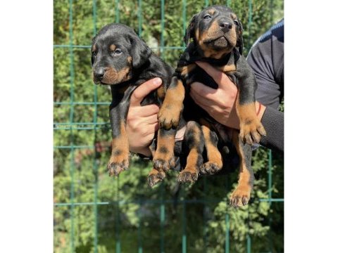 Irk garantili doberman yavrular