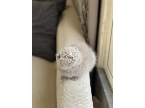 Top kafa insan canlısı scottish fold yavru