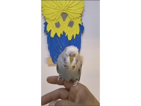 Erkek show jumbo bebek yavru kaliteli vasıflı muhabbet
