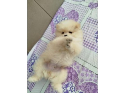 Orijinal pomeranian boo yavruları