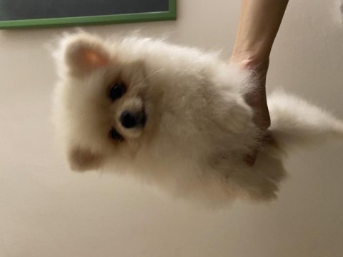 6 aylık dişi pomeranian boo