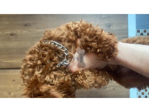 Birbirinden güzel red brown toy poodle yavruları