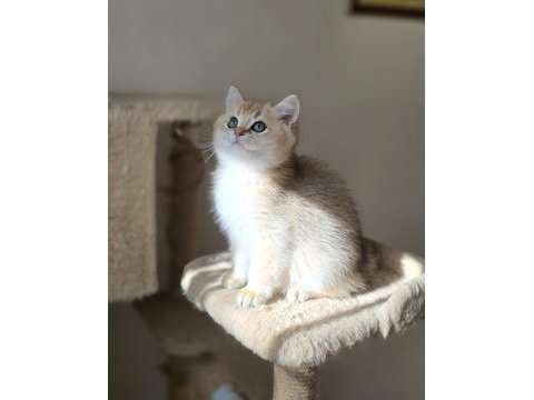 Safkan son 2 yavru kedimiz