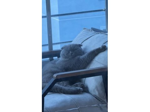 Ömürlük yuvasını arayan sevgi yumağı kedimiz