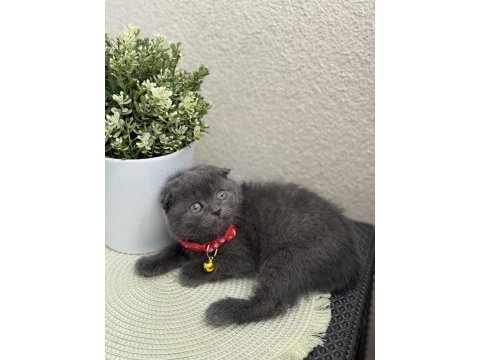 Scottish fold duman rengi
