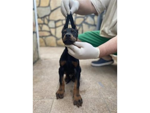Europa doberman bebekler