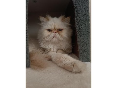 Dişi kedi arıyoruz