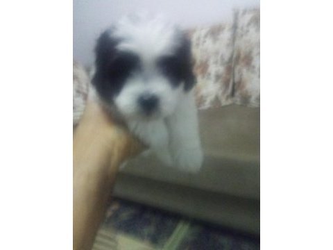 Bugüne özel maltese terrier