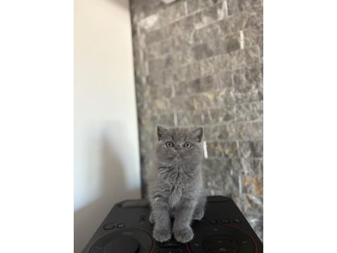 Brıtısh shorthair blue yavrularım 