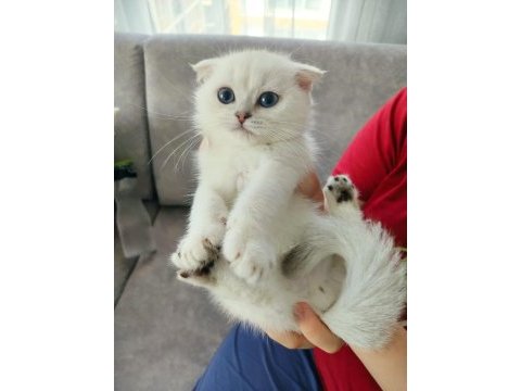 Safkan scottish fold erkek yavru