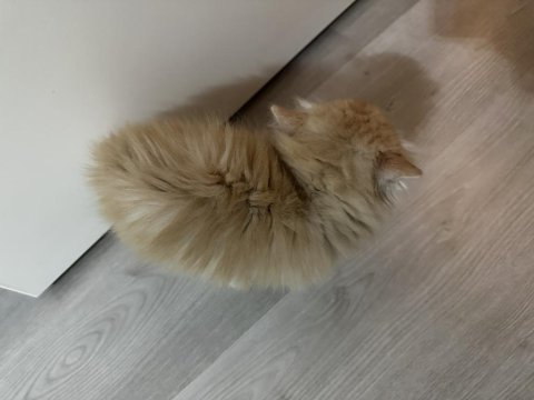 Yeni sütten kesilmiş british longhair yavrular