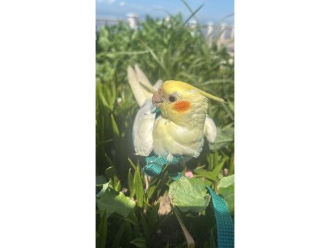 8-9 aylık ele alışık erkek sultan papağanı