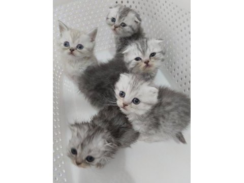 Harika scottish fold yavrular