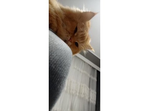 British longhair golden kedimi acil sahiplendiriyorum