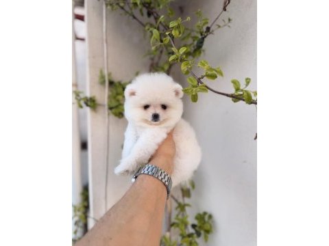 Teddy beyaz pomeranian boo