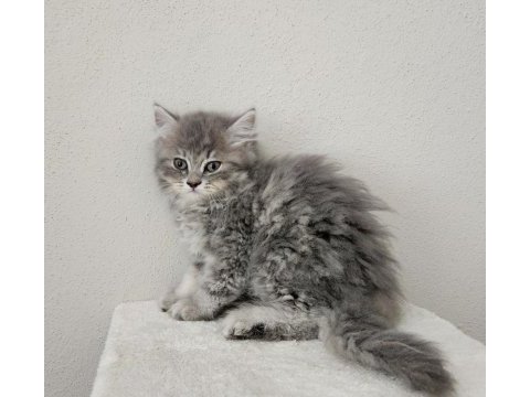Kocaeli darıca minik british longhair patiler