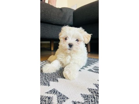 2,5 aylık dişi maltese