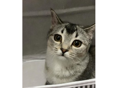 British shorthair dişi 7 aylık