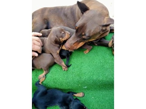 Estetikli doberman yavrular