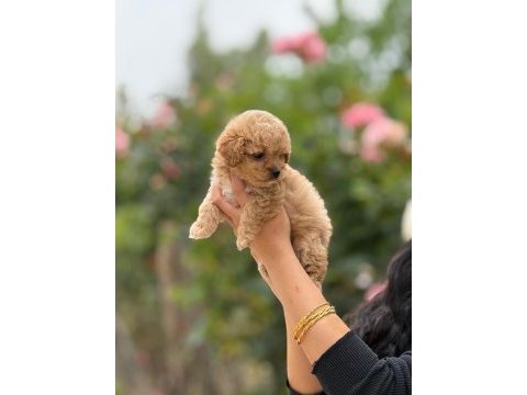 Aşılı çiş eğitimli maltipoo bebekler 