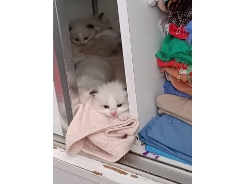 Dünyanın en sakin tatlı sevgi dolu kedisi ragdoll