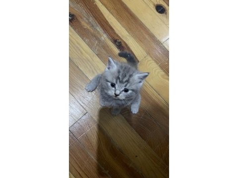 British shorthair kediler