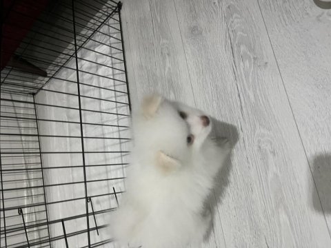 Pomeranian boo köpeğimiz